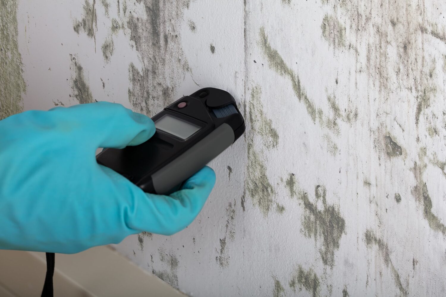 Mold Inspection